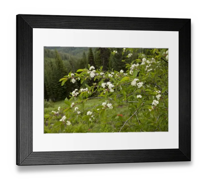 Framed Print : Bitter Cherry (Prunus emarginata) flowering, Cone Peak, Central Cascade Mountains, Oregon, U. S. A. july Framed Print : Bitter Cherry (Prunus emarginata) flowering, Cone Peak, Central Cascade Mountains, Oregon, U. S. A. july