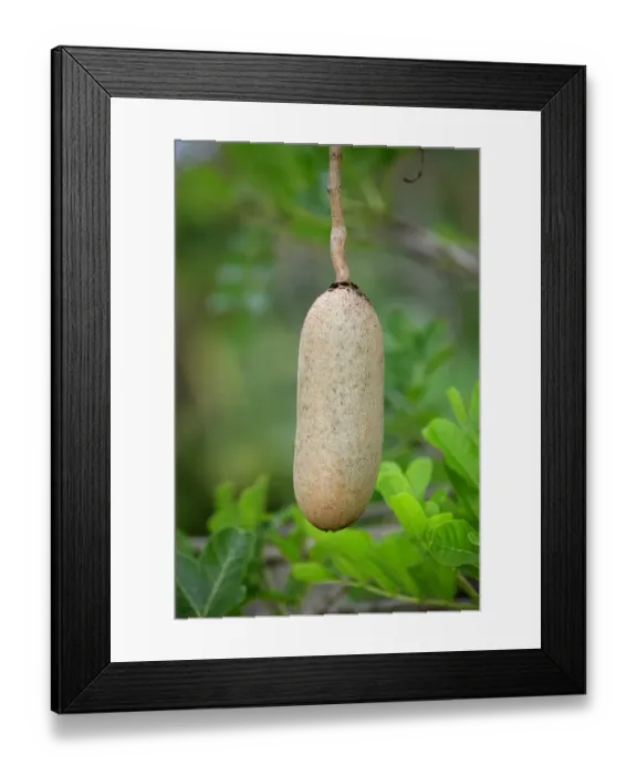 Framed Print : Sausage Tree (Kigelia africana) close-up of fruit, Mkuze, Natal, South Africa