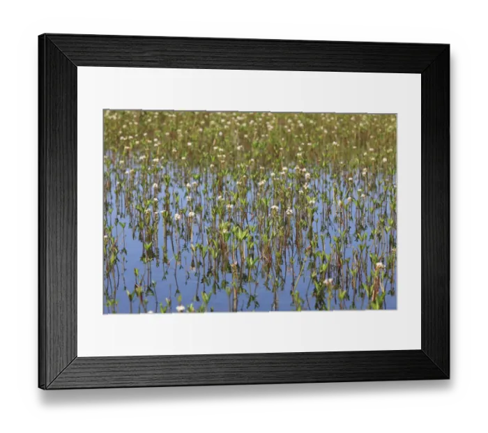 Framed Print : Bogbean (Menyanthes trifoliata) flowering, mass growing in upland bog pool, Ceredigion, Wales, june Framed Print : Bogbean (Menyanthes trifoliata) flowering, mass growing in upland bog pool, Ceredigion, Wales, june