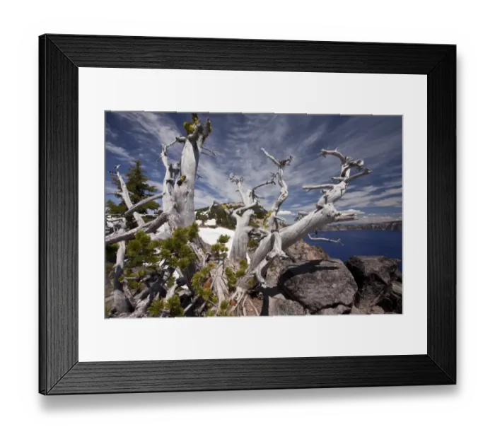 Framed Print : Whitebark Pine (Pinus albicaulis) ancient habit, growing on crater rim at 7000ft Framed Print : Whitebark Pine (Pinus albicaulis) ancient habit, growing on crater rim at 7000ft