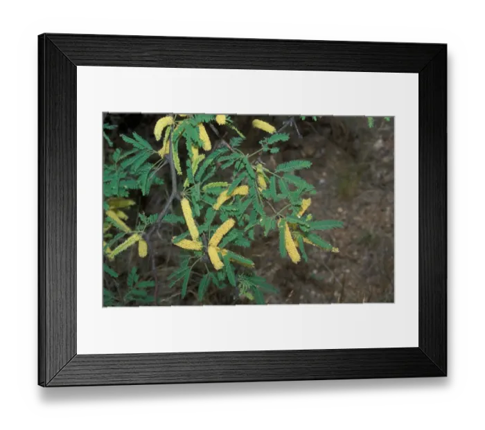 Framed Print : Tree-Screwbean Mesquite (Prosopis pubescens) Arizona Desert, USA Framed Print : Tree-Screwbean Mesquite (Prosopis pubescens) Arizona Desert, USA