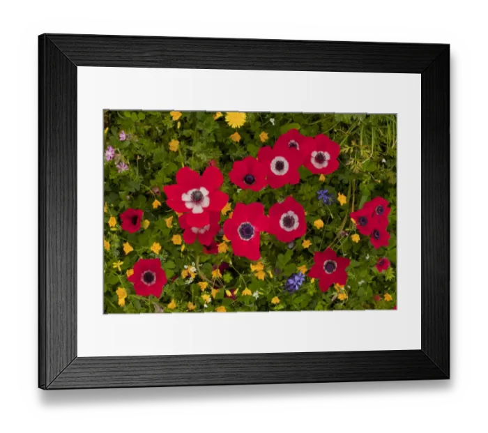 Framed Print : Peacock Anemone (Anemone pavonina) flowering, growing with mixed wildflowers, Lesvos, Greece, march Framed Print : Peacock Anemone (Anemone pavonina) flowering, growing with mixed wildflowers, Lesvos, Greece, march