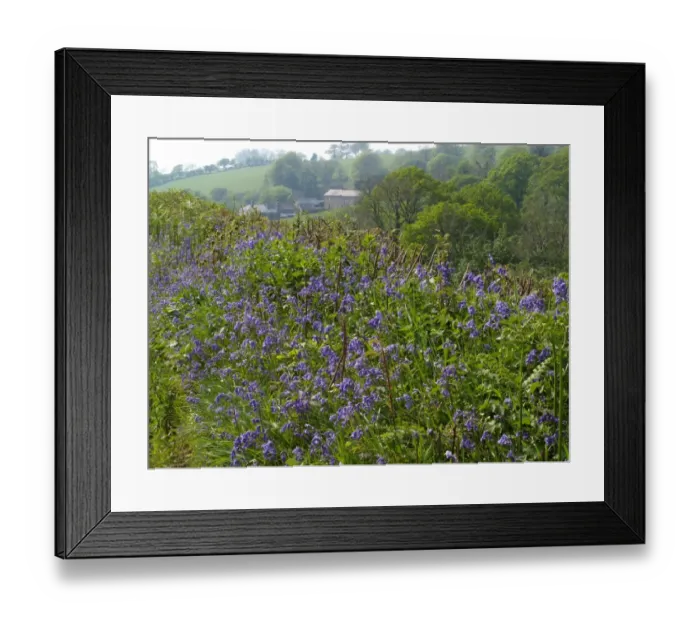 Framed Print : Bluebell (Endymion non-scriptus) flowering, mass growing in hedgerow, Devon, England, spring Framed Print : Bluebell (Endymion non-scriptus) flowering, mass growing in hedgerow, Devon, England, spring