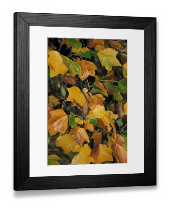 Framed Print : Tulip Tree (Liriodendron tulipifera) October Framed Print : Tulip Tree (Liriodendron tulipifera) October