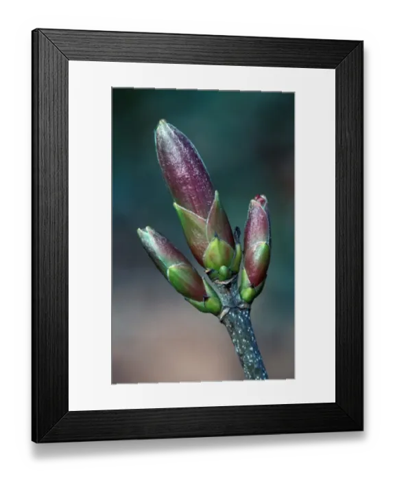 Framed Print : Sycamore (Acer pseudoplatanus) Buds Framed Print : Sycamore (Acer pseudoplatanus) Buds