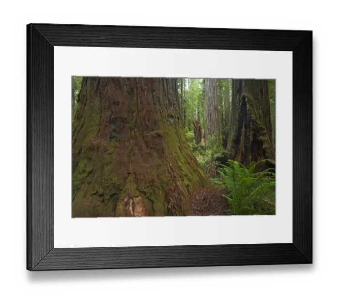 Framed Print : Coastal Redwood (Sequoia sempervirens) trunks, in forest habitat, Stout Grove, Redwood N. P. California, U. S. A Framed Print : Coastal Redwood (Sequoia sempervirens) trunks, in forest habitat, Stout Grove, Redwood N. P. California, U. S. A