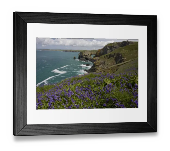 Framed Print : Bluebell (Endymion non-scriptus) flowering mass, growing in clifftop habitat, near Mullion Cove, The Lizard, Cornwall Framed Print : Bluebell (Endymion non-scriptus) flowering mass, growing in clifftop habitat, near Mullion Cove, The Lizard, Cornwall
