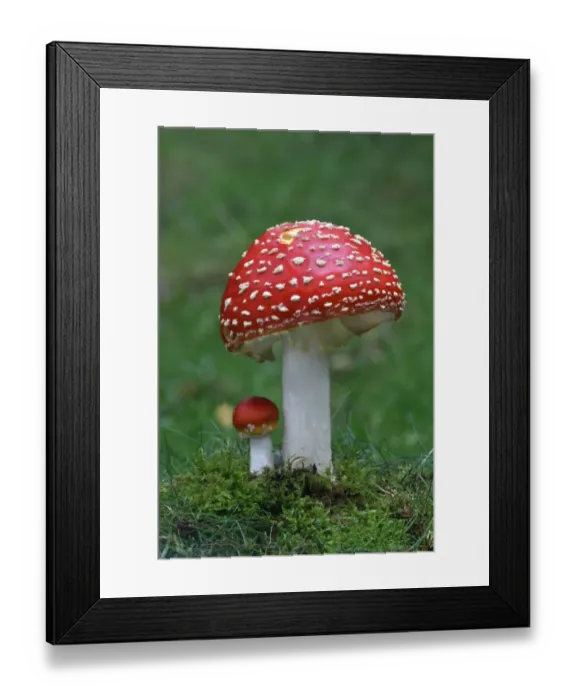 Framed Print : Fly Agaric (Amanita muscaria) fruiting bodies, growing amongst moss in woodland, Leicestershire, England, september Framed Print : Fly Agaric (Amanita muscaria) fruiting bodies, growing amongst moss in woodland, Leicestershire, England, september