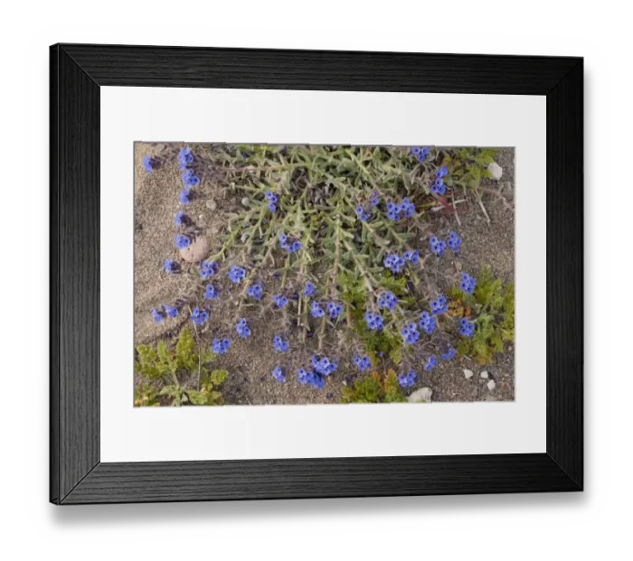 Framed Print : Dyers Alkanet (Alkanna lehmanii) flowering, growing on dunes, Skala Eressos (Eressos Beach), Lesvos, Greece, march