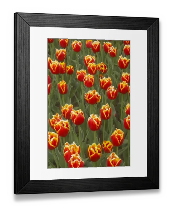 Framed Print : Tulip (Tulipa sp. ) Davenport, flowering, Keukenhof Gardens, South Holland, Netherlands Framed Print : Tulip (Tulipa sp. ) Davenport, flowering, Keukenhof Gardens, South Holland, Netherlands