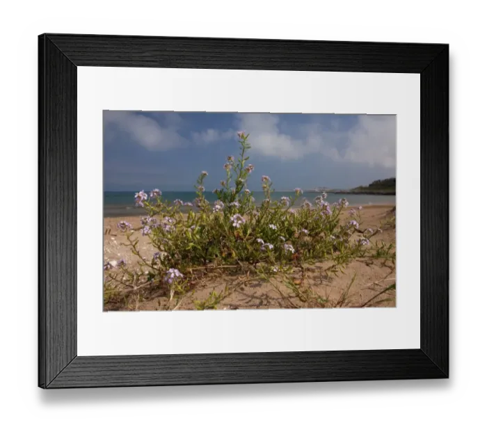 Framed Print : Sea Rocket (Cakile maritima) flowering, growing on beach, Gargano Peninsula, Apulia, Italy, april Framed Print : Sea Rocket (Cakile maritima) flowering, growing on beach, Gargano Peninsula, Apulia, Italy, april