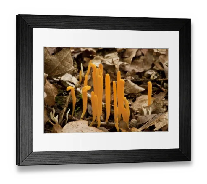 Framed Print : Yellow Club Fungus (Clavulinopsis helvola) fruiting bodies, growing amongst leaf litter Framed Print : Yellow Club Fungus (Clavulinopsis helvola) fruiting bodies, growing amongst leaf litter