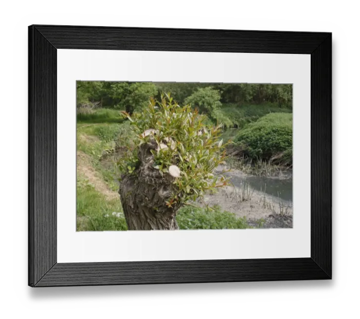 Framed Print : Willow (Salix sp. ) pollarded tree with regrowth, growing on riverbank, River Rattlesden, Stowmarket, Suffolk, England Framed Print : Willow (Salix sp. ) pollarded tree with regrowth, growing on riverbank, River Rattlesden, Stowmarket, Suffolk, England