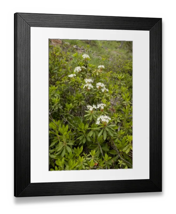 Framed Print : Western Labrador Tea (Ledum glandulosum) flowering, Mount Eddy, Klamath Mountains, California, july Framed Print : Western Labrador Tea (Ledum glandulosum) flowering, Mount Eddy, Klamath Mountains, California, july