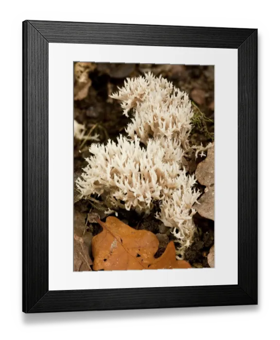 Framed Print : White Coral Fungus (Clavulina cristata) fruiting bodies, growing amongst leaf litter in old woodland, Wiltshire Framed Print : White Coral Fungus (Clavulina cristata) fruiting bodies, growing amongst leaf litter in old woodland, Wiltshire