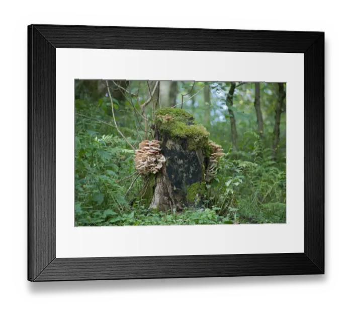 Framed Print : Fungi, toadstool fruiting bodies, growing on rotting tree stump in woodland habitat, Whitewell, Clitheroe, Lancashire Framed Print : Fungi, toadstool fruiting bodies, growing on rotting tree stump in woodland habitat, Whitewell, Clitheroe, Lancashire