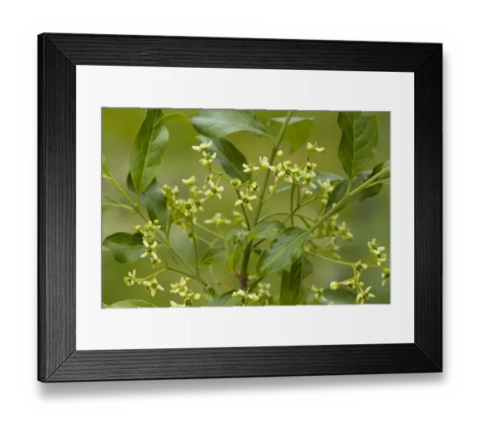 Framed Print : European Spindle (Euonymus europaeus) close-up of flowers, growing in hedgerow, Dorset, England, may Framed Print : European Spindle (Euonymus europaeus) close-up of flowers, growing in hedgerow, Dorset, England, may