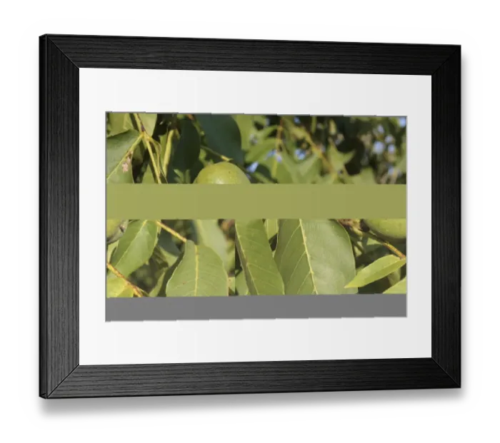 Framed Print : Common Walnut (Juglans regia) close-up of ripening fruit, Suffolk, England, august Framed Print : Common Walnut (Juglans regia) close-up of ripening fruit, Suffolk, England, august