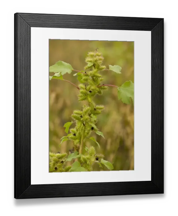 Framed Print : Rough Cocklebur (Xanthium strumarium) introduced weed species, with fruit, Romania, september Framed Print : Rough Cocklebur (Xanthium strumarium) introduced weed species, with fruit, Romania, september