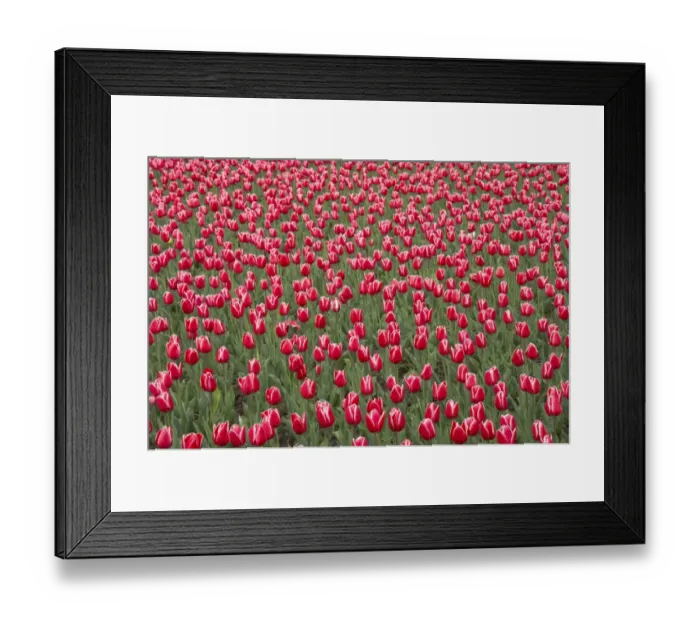 Framed Print : Tulip (Tulipa sp. ) Princess Victoria, flowering, Keukenhof Gardens, South Holland, Netherlands Framed Print : Tulip (Tulipa sp. ) Princess Victoria, flowering, Keukenhof Gardens, South Holland, Netherlands