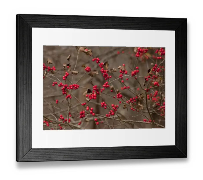 Framed Print : American Winterberry (Ilex verticillata) close-up of berries, growing in woodland, New York State, U. S. A. november Framed Print : American Winterberry (Ilex verticillata) close-up of berries, growing in woodland, New York State, U. S. A. november
