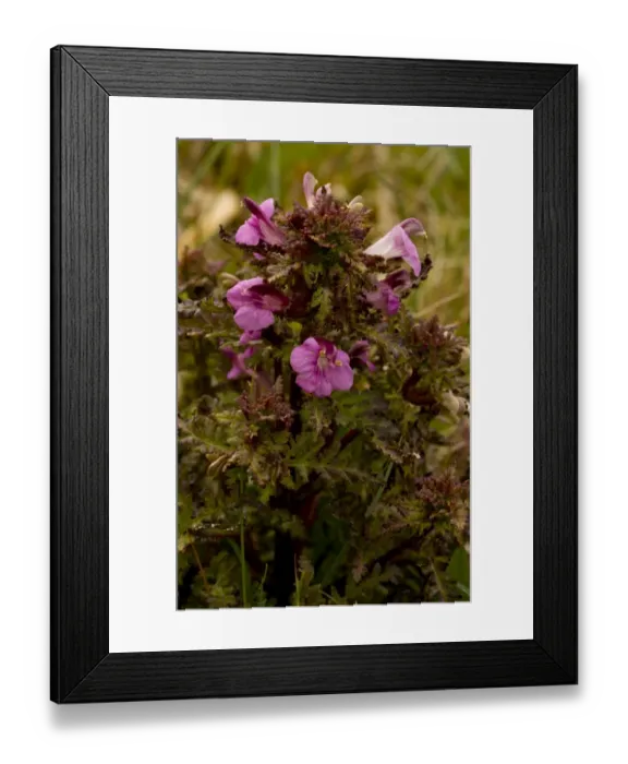 Framed Print : Marsh Lousewort (Pedicularis palustris) flowering, Market Weston Fen, Market Weston, Little Ouse Valley, Suffolk