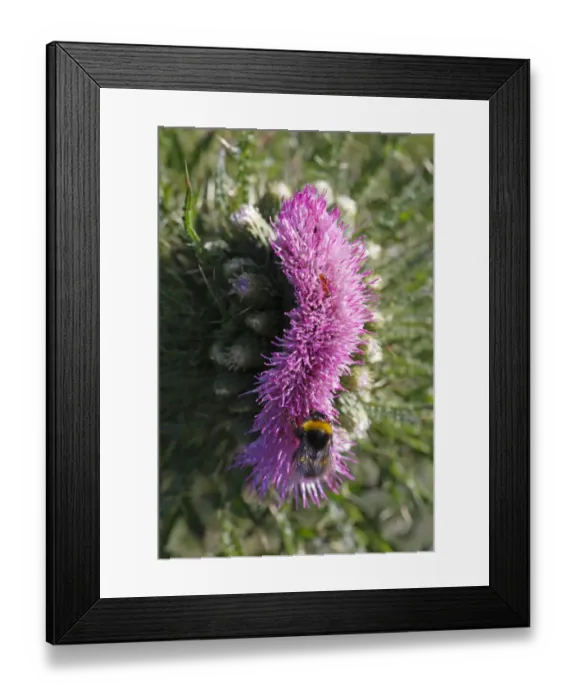 Framed Print : Marsh Thistle (Cirsium palustre) close-up of fasciated flower, probably caused by late frost