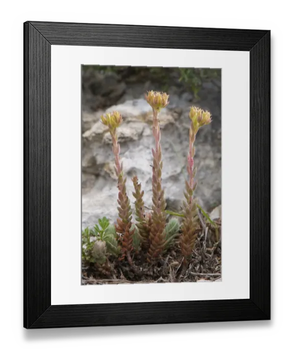 Framed Print : Reflexed Stonecrop (Sedum reflexum) flowering, Mount Acuto, Balestrino, Savona Province, Liguria, Italy, june Framed Print : Reflexed Stonecrop (Sedum reflexum) flowering, Mount Acuto, Balestrino, Savona Province, Liguria, Italy, june