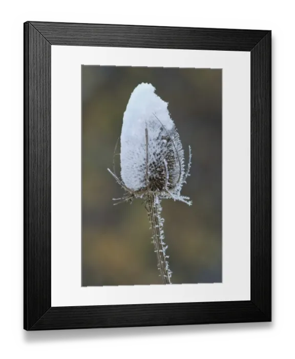 Framed Print : Common Teasel (Dipsacus fullonum) close-up of seedhead, covered with snow, Kent, England, december Framed Print : Common Teasel (Dipsacus fullonum) close-up of seedhead, covered with snow, Kent, England, december