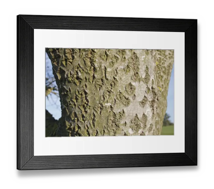 Framed Print : White Poplar (Populus alba) close-up of bark, Wickham Skeith, Suffolk, England, october Framed Print : White Poplar (Populus alba) close-up of bark, Wickham Skeith, Suffolk, England, october