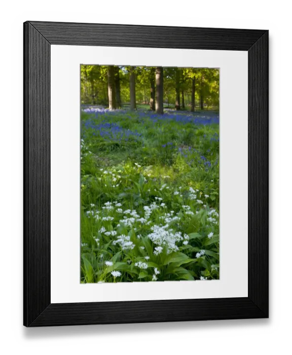 Framed Print : Ramsons (Allium ursinum) and Bluebell (Endymion non-scriptus) flowering, in woodland habitat, Norfolk, England, may Framed Print : Ramsons (Allium ursinum) and Bluebell (Endymion non-scriptus) flowering, in woodland habitat, Norfolk, England, may