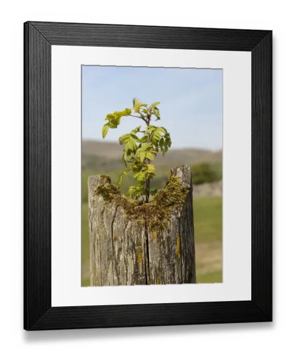 Framed Print : Rowan (Sorbus aucuparia) sapling, growing out of crack on fencepost, England, may Framed Print : Rowan (Sorbus aucuparia) sapling, growing out of crack on fencepost, England, may
