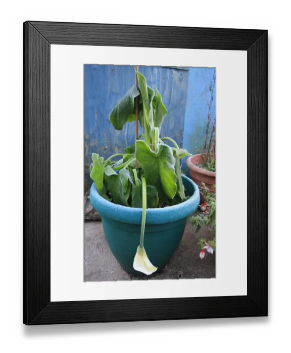 Framed Print : Calla Lily (Zantedeschia sp. ) frost damaged with drooping spathe, in pot on garden patio at dawn, Suffolk, England Framed Print : Calla Lily (Zantedeschia sp. ) frost damaged with drooping spathe, in pot on garden patio at dawn, Suffolk, England