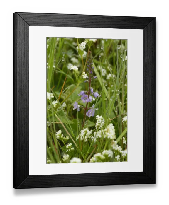 Framed Print : Heath Speedwell (Veronica officinallis) flowering, growing amongst Heath Bedstraw (Galium saxatile) in grassland Framed Print : Heath Speedwell (Veronica officinallis) flowering, growing amongst Heath Bedstraw (Galium saxatile) in grassland