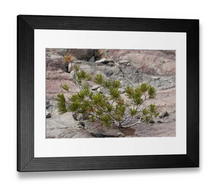 Framed Print : Whitebark Pine (Pinus albicaulis) dwarfed habit, growing on on rock, Klamath-Siskiyou Mountains, Northern California Framed Print : Whitebark Pine (Pinus albicaulis) dwarfed habit, growing on on rock, Klamath-Siskiyou Mountains, Northern California