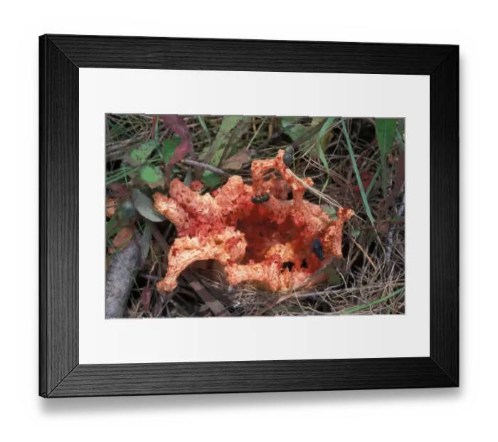 Framed Print : Fungi (Clathrus rubber) Mature fungi - note flies - Spain Framed Print : Fungi (Clathrus rubber) Mature fungi - note flies - Spain