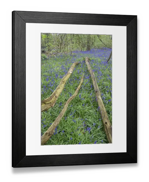 Framed Print : Bluebell (Endymion non-scriptus) flowering, mass growing beside logs in deciduous woodland habitat