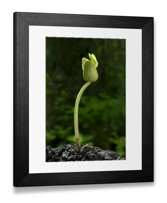 Framed Print : Tamarind (Tamarindus indica) germinating seed with shoot, Trivandrum, Kerala, India Framed Print : Tamarind (Tamarindus indica) germinating seed with shoot, Trivandrum, Kerala, India