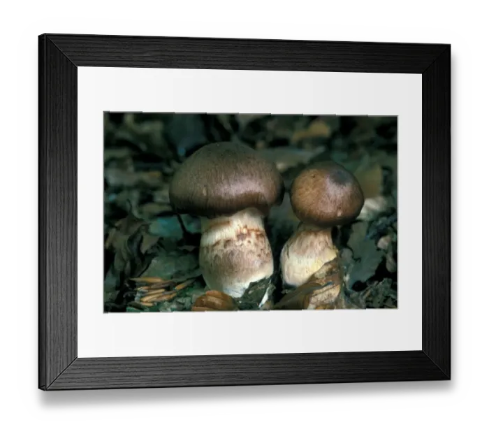Framed Print : Cortinarius Sheathed Fungi (Cortinarius torvus) Framed Print : Cortinarius Sheathed Fungi (Cortinarius torvus)