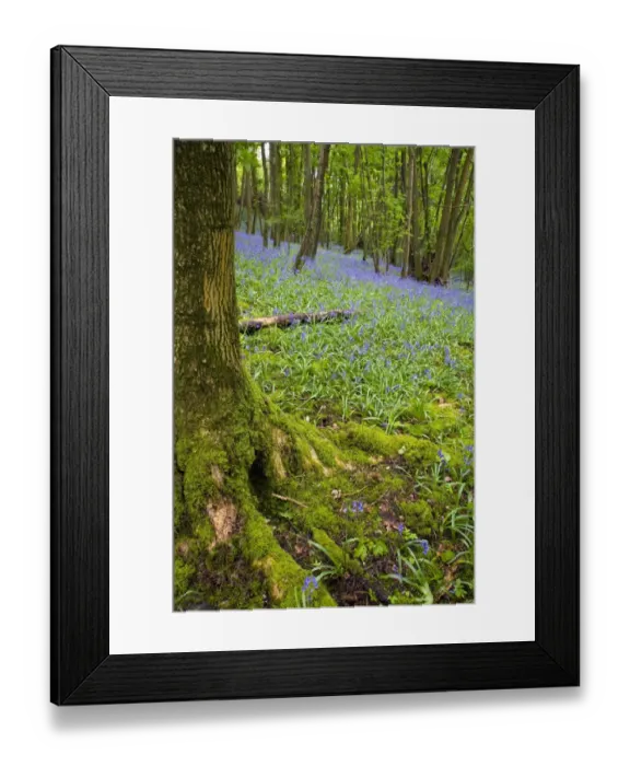 Framed Print : Bluebell (Endymion non-scriptus) flowering, mass growing in deciduous woodland habitat, Middleton Woods, Cumbria Framed Print : Bluebell (Endymion non-scriptus) flowering, mass growing in deciduous woodland habitat, Middleton Woods, Cumbria