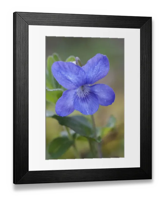 Framed Print : Common Dog Violet (Viola riviniana) close-up of dew covered flower, Kent, England, april Framed Print : Common Dog Violet (Viola riviniana) close-up of dew covered flower, Kent, England, april