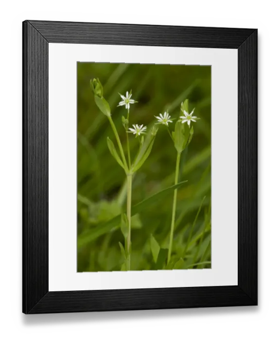 Framed Print : Bog Stitchwort (Stellaria alsine) flowering, Market Weston Fen, Market Weston, Little Ouse Valley, Suffolk, England Framed Print : Bog Stitchwort (Stellaria alsine) flowering, Market Weston Fen, Market Weston, Little Ouse Valley, Suffolk, England