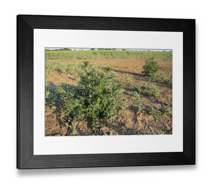 Framed Print : Spear Thistle (Cirsium vulgare) growing as weed at edge of damaged Oilseed Rape (Brassica napus) crop, Bacton, Suffolk Framed Print : Spear Thistle (Cirsium vulgare) growing as weed at edge of damaged Oilseed Rape (Brassica napus) crop, Bacton, Suffolk