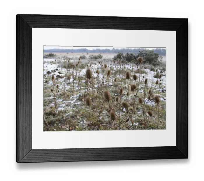 Framed Print : Common Teasel (Dipsacus fullonum) seedheads, in snow covered river valley fen, Redgrave and Lopham Fen N. N. R Framed Print : Common Teasel (Dipsacus fullonum) seedheads, in snow covered river valley fen, Redgrave and Lopham Fen N. N. R