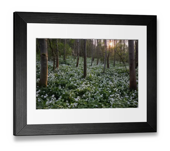 Framed Print : Ramsons (Allium ursinum) flowering, mass growing in deciduous woodland habitat at sunset, Freston Wood, Suffolk Framed Print : Ramsons (Allium ursinum) flowering, mass growing in deciduous woodland habitat at sunset, Freston Wood, Suffolk