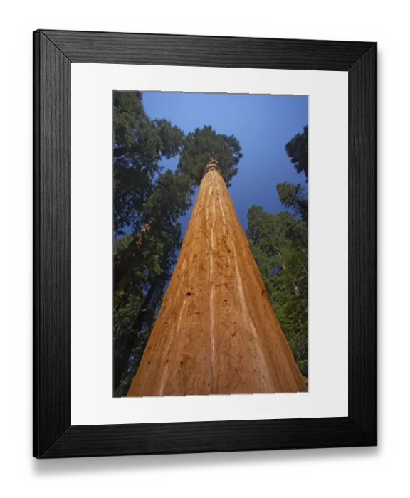 Framed Print : Giant Redwood (Sequoiadendron giganteum) close-up of trunk, looking up to canopy, Sequoia N. P. California, U. S. A