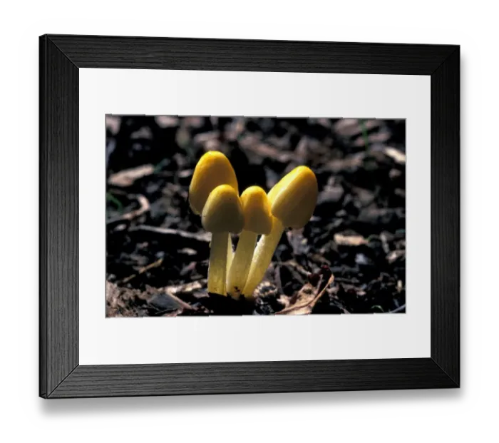 Framed Print : Yellow Cow-pat Toadstool (Bolbitius vitellinus) Framed Print : Yellow Cow-pat Toadstool (Bolbitius vitellinus)