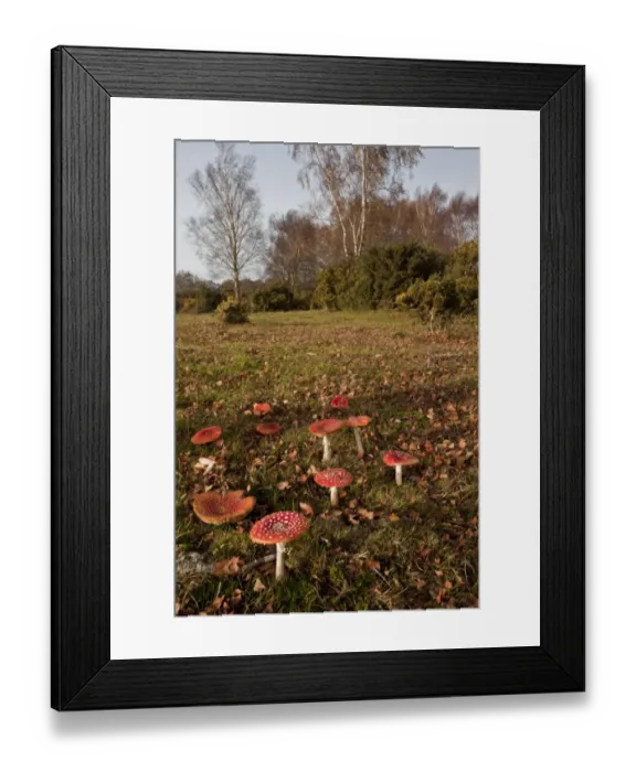 Framed Print : Fly Agaric (Amanita muscaria) fruiting bodies, group growing under birch tree in old grassland habitat, Gorley Common Framed Print : Fly Agaric (Amanita muscaria) fruiting bodies, group growing under birch tree in old grassland habitat, Gorley Common