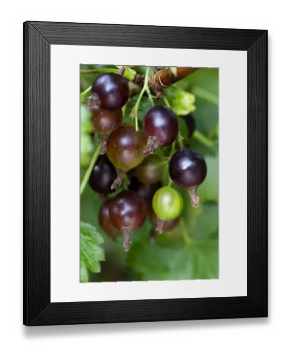 Framed Print : Blackcurrant (Ribes nigrum) close-up of berries, ripening on bush in garden, Cumbria, England, august Framed Print : Blackcurrant (Ribes nigrum) close-up of berries, ripening on bush in garden, Cumbria, England, august