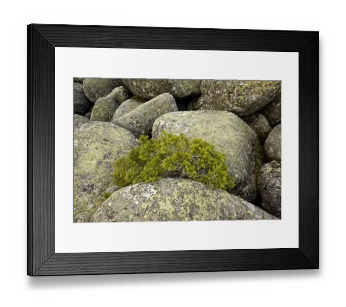 Framed Print : Norway Spruce (Picea abies) dwarfed habit, growing amongst granite boulders in stone run Framed Print : Norway Spruce (Picea abies) dwarfed habit, growing amongst granite boulders in stone run